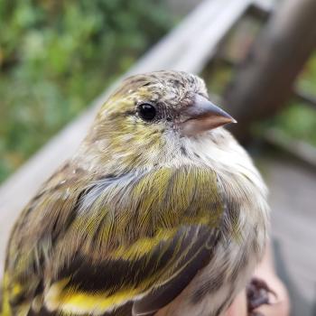 Siskin