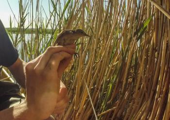 Savi's warbler