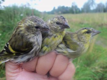 Siskin.juv.