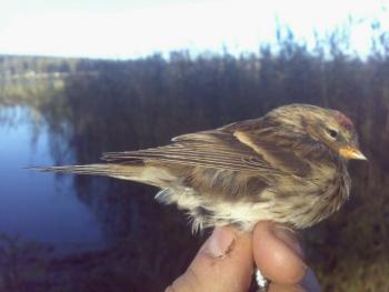Redpoll (Carduelis flammea sp.cabaret). Photo by Bruno