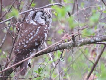Tengmalm's Owl, Sörön, 15th April 2016. (Photo by Daniel Wade)