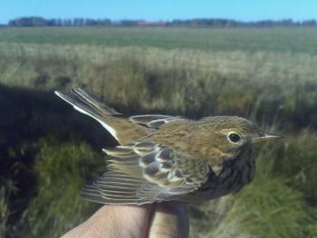 Meadow pipit at Vallen. Photo by Bruno