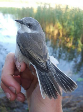 Lesser Whitethroat