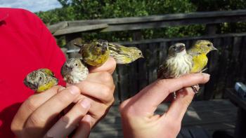 6 of today's 15 Siskin