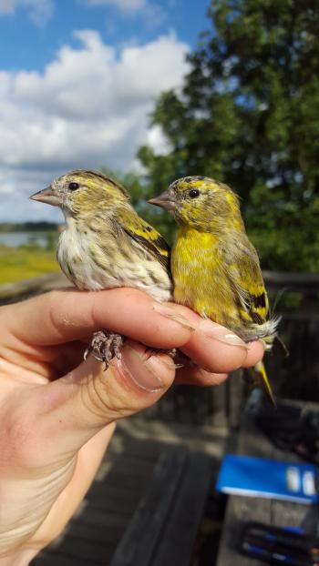 Male and female Siskins