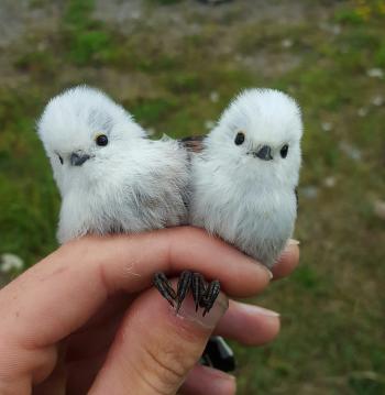 Long-tailed Tits
