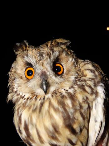 Long-eared Owl during evening ringing