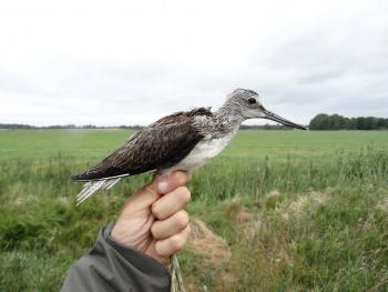 Greenshank in Vallen