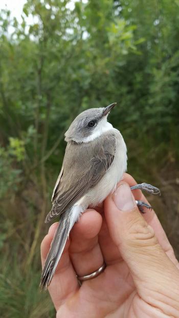 Lesser Whitethroat