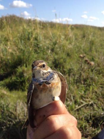Bluethroat