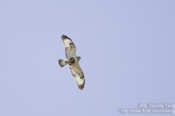The Rough-legged Buzzard