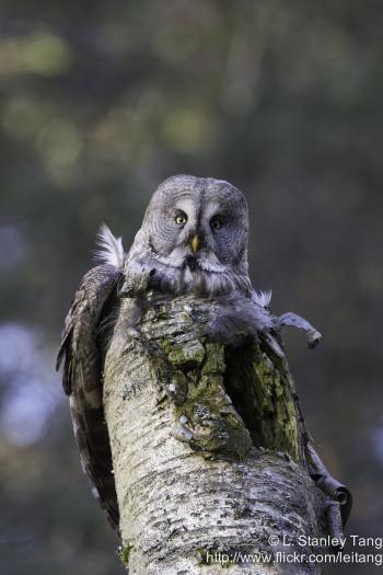 The Great Grey Owl