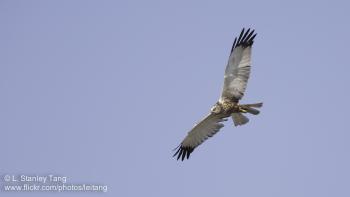 Male Western Marsh Harrier flying over the fields in Kvismaren