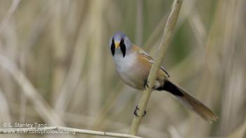 Beared Reedling from Fågelsjön