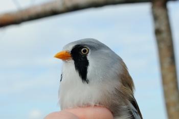 Beardid tit at Vallen. Photo by Jacob