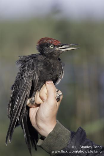 One of the two Black Woodpeckers ringed at Ässön