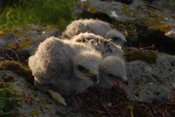 Buzzard Chicks; photo by Marcelo Brongo.