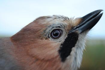 detail of the iris colour of Jay