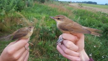 Reed (left) and Great Reed (right) Warblers
