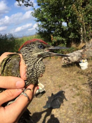 Green Woodpecker - Juvenile Male (sexed by red in malar stripe)