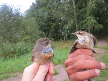 Bluethroat. Photo by Annemarie