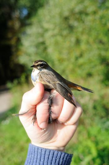 Blue Throat