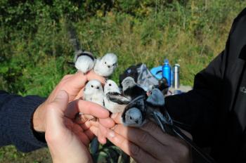 Long-tailed Tits