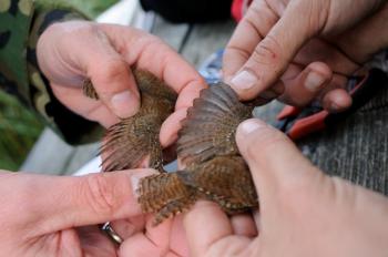 Wrens, photo by Jacob Roved