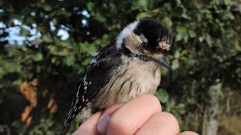 Lesser Spotted Woodpecker, juvenile female. Photo: Francisco A. García Castellanos