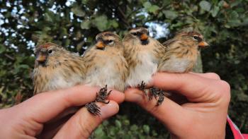 Common Redpolls. Photo: Francisco A. García Castellanos