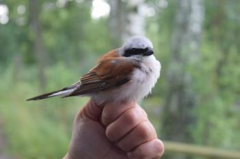 Red-Backed Shrike (Lanius collurio)