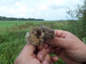 Two Lesser redpoll