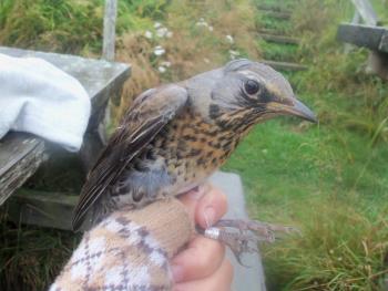 Male of Fieldfare