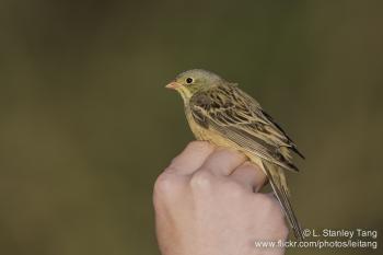 First Ortolan Bunting coloured ringed in 2016 season