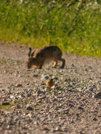 Häckande ortolan vid Ängfallet födosöker på grusvägen, kör sakta ty den har ungar! Tyskhare i bakgr. Foto: Marianne Stoessel