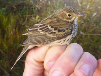 Meadow Pipit. Photo; MKS