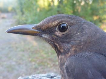 1cy female Blackbird. Photo; MKS