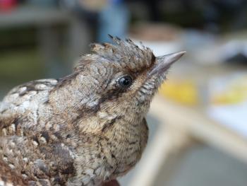 Göktyta - Wryneck (Jynx torquilla)