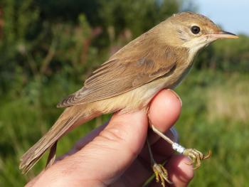 Marsh Warbler. Photo by Carlos Mompó