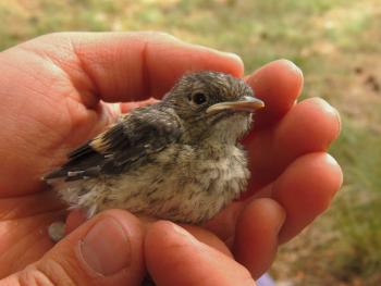 Pied flycatcher chick ringed at the nestbox (photo: Marianne)