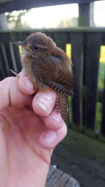 Wren (Troglodytes troglodytes). Picture: APN