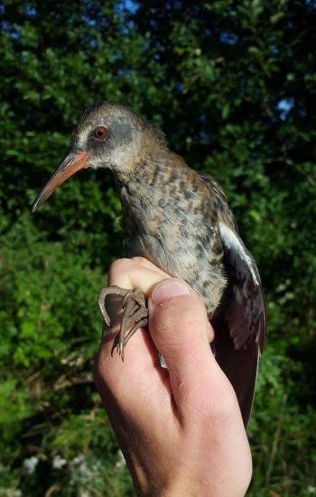 juvenile Water rail (rallus aquaticus). Picture: APN
