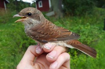 Juvenile Red-backed Shrike that finally found its way into the nets.