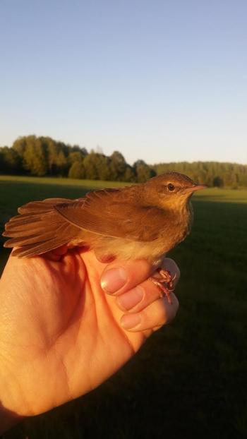 River Warbler, Picture by Daniel Wade