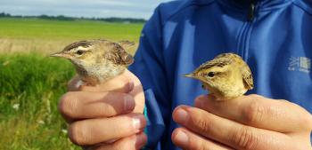 Adult (left) and juvenile (right) Sedge Warblers