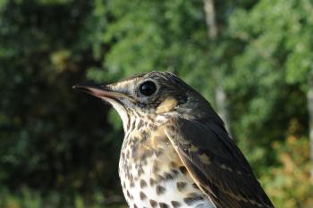 Song Thrush