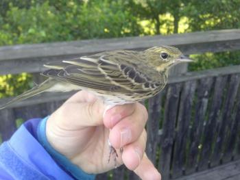 juvenile of Tree pipit (Anthus trivialis).