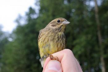 Yellowhammer