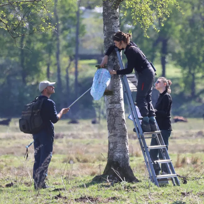 Three people studying a nest box.