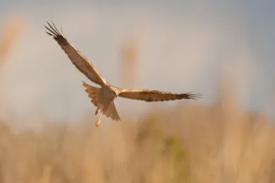 A marsh harrier flying over the reed bed.